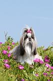 SHIH TZU 025